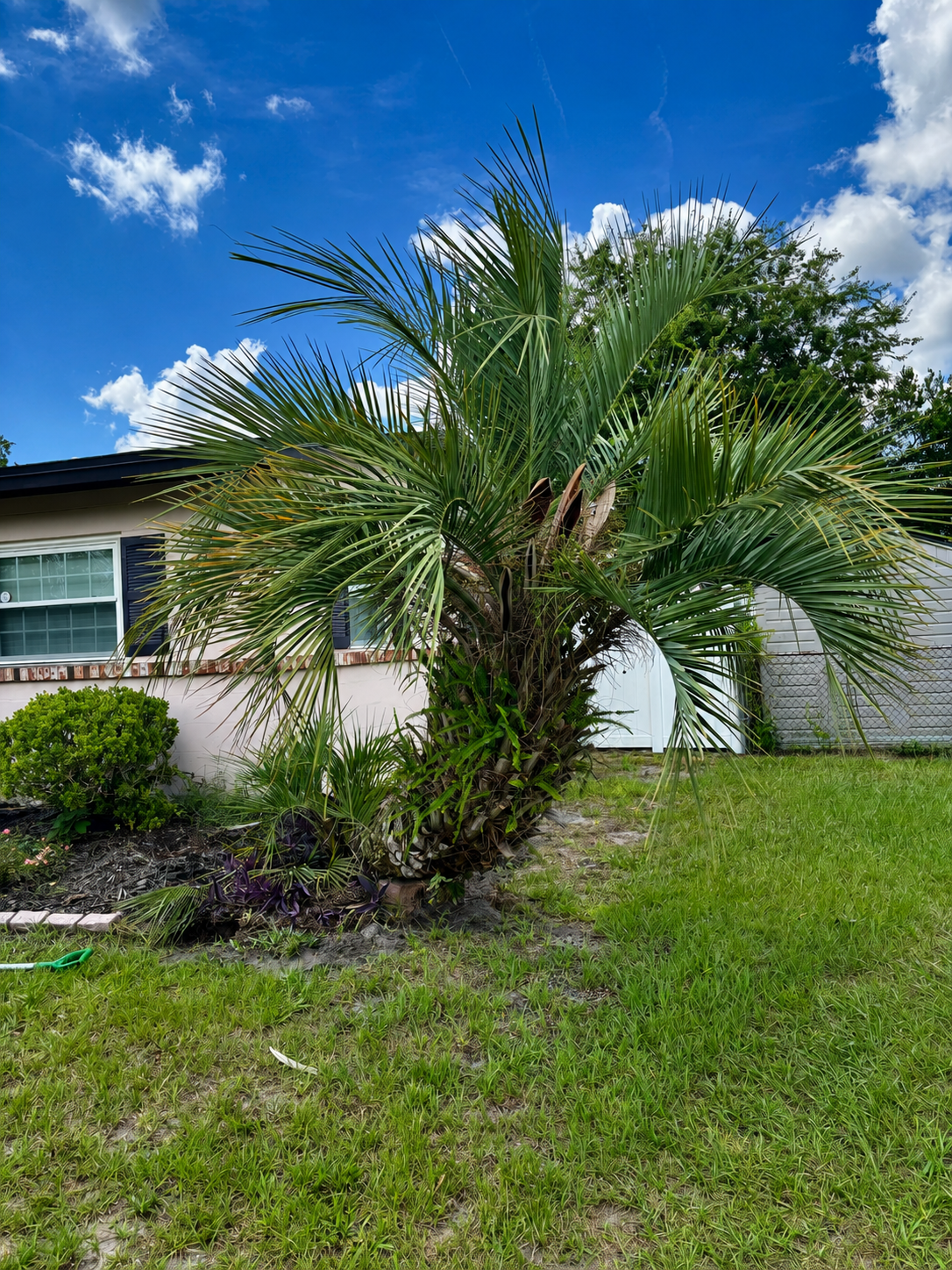 Before Palm Tree Removal
